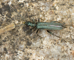 Oedemerinae