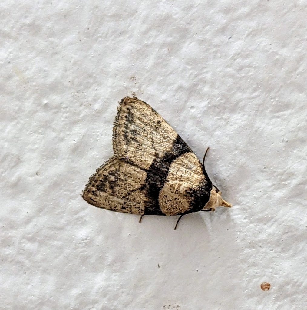 Manoba cernyi