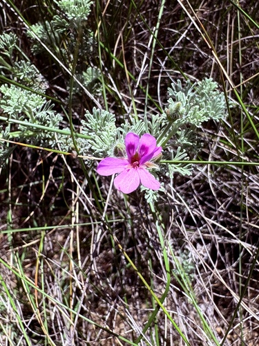 Southernwood-leaf Storksbill (Pelargonium abrotanifolium)