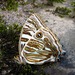 Morpho sulkowskyi - Photo (c) Robby Deans, some rights reserved (CC BY-NC), uploaded by Robby Deans