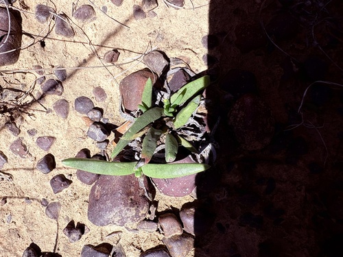 Fine Starfig (Cephalophyllum purpureo)