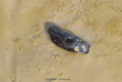 Melanochlamys