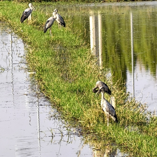 Asian Openbill