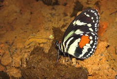 Elzunia humboldt