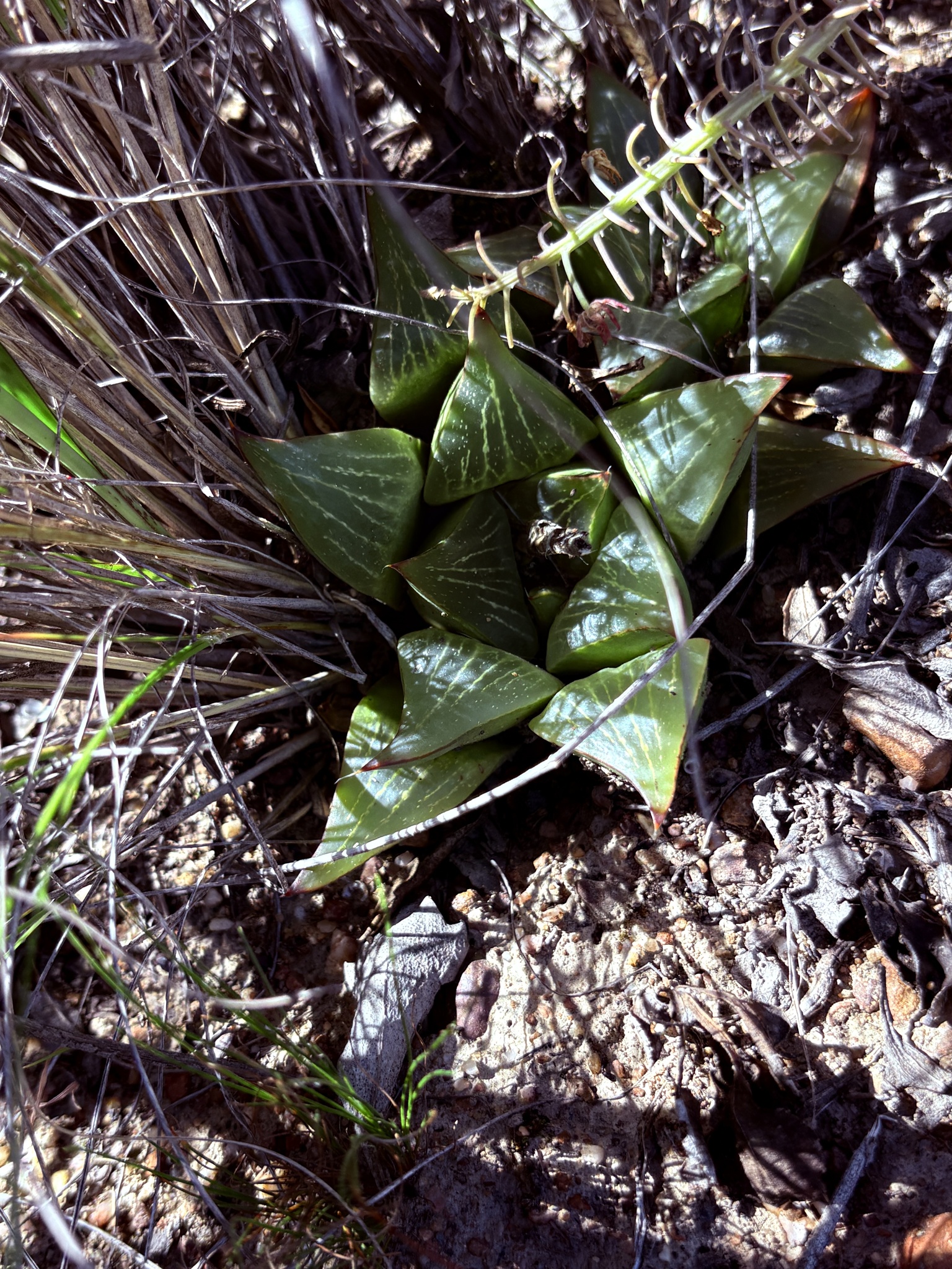Haworthia Retusa (Haworthia retusa)