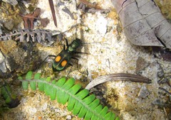 Pseudoxycheila