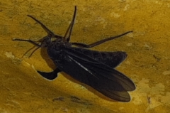 Sciara spinimana