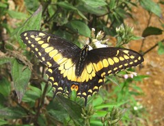 Papilio polyxenes americus