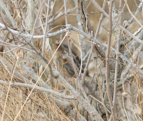 Saltmarsh Sparrow (Ammospiza caudacuta), photo 3