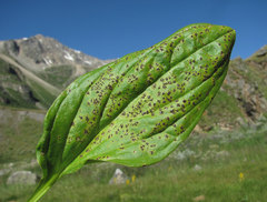 Puccinia swertiae