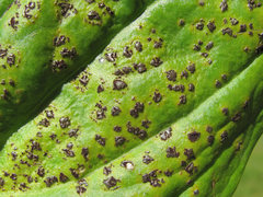 Puccinia swertiae
