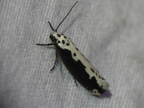 Mourning Ethmia photo 2
