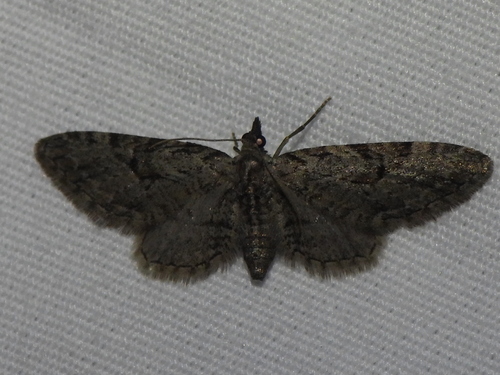 Eupithecia bolterii photo 4