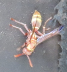 Polistes badius