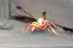 Polistes badius