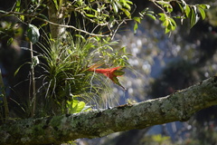 Tillandsia punctulata