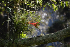 Tillandsia punctulata