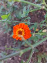 Adenophyllum aurantium