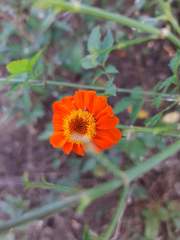 Adenophyllum aurantium