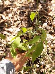 Adenophyllum aurantium