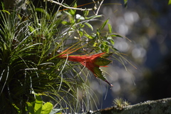 Tillandsia punctulata