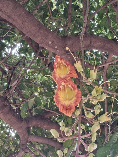 Sausage tree