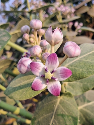 giant milkweed