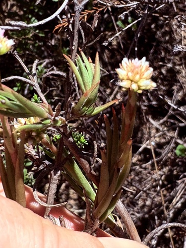 Bihair Stonecrop (Crassula subulata)