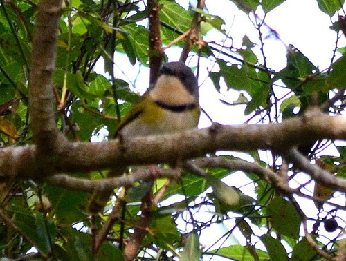 iNaturalist image