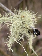 Usnea quasirigida