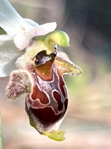 Dodecanese Bee Orchid (Ophrys dodekanensis)