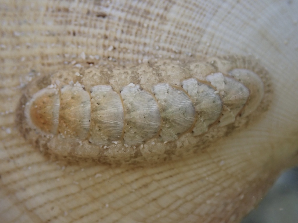 Stenoplax bahamensis
