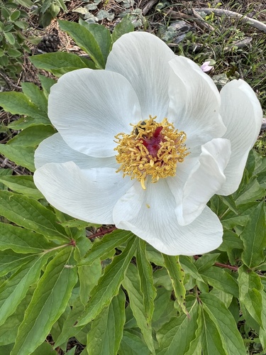 Rhodian Peony (Paeonia clusii)