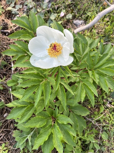 Paeonia clusii, photograph 5