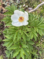 Paeonia clusii, photograph (c) Cindy Bell, some rights reserved (CC BY)