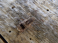Cacephatus