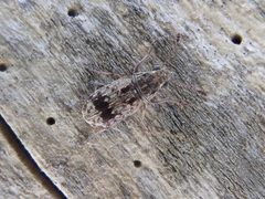 Cacephatus