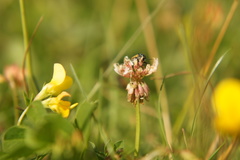 Labidostomis