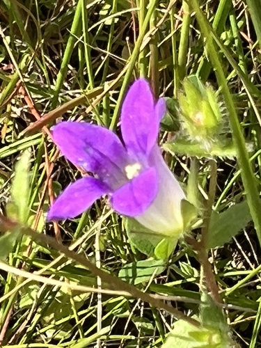 Small Rhodian Bellflower (Campanula rhodensis)