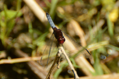 Erythrodiplax melanorubra