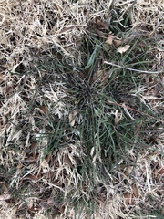 Scorzonera laciniata