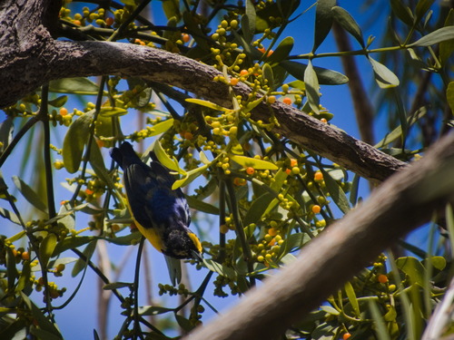 Purple-throated Euphonia (Euphonia chlorotica), photo 7