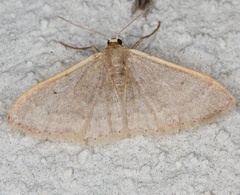 Idaea distinctaria