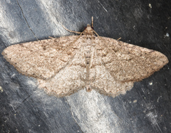 Rhoptria asperaria
