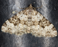 Xanthorhoe sardisjuncta