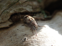 Cacephatus