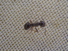 Prolasius