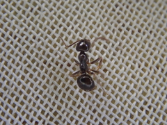 Prolasius
