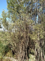 Tessaria integrifolia