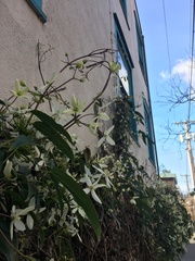 Clematis armandii